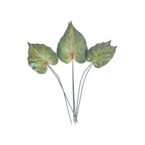 SET 6 FOGLIE CALADIUM BICOLO 3